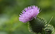 Thistle